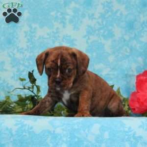 Snickers, Boston Terrier Mix Puppy
